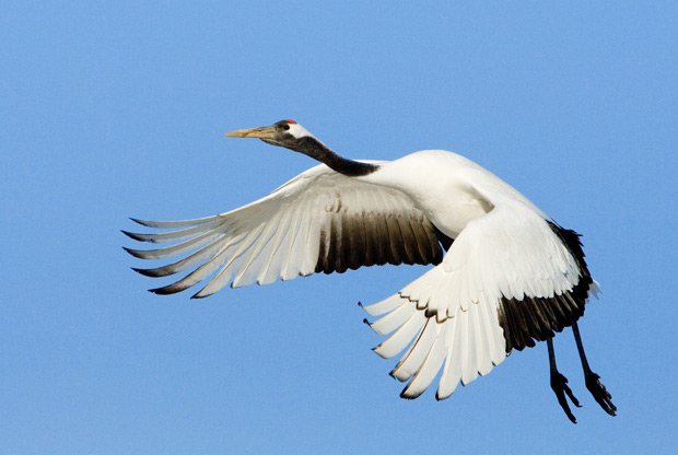 Il buongiorno si vede dal mattino sul cielo dell’Argentario e ha il battito d’ali della felicità