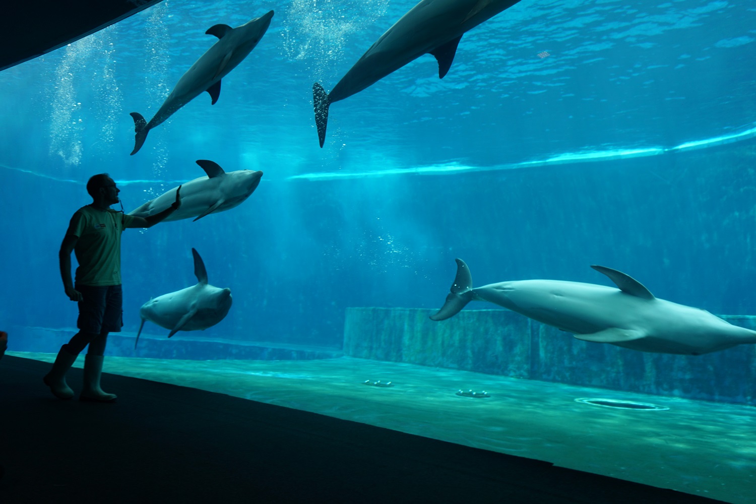 A tu per tu coi delfini:ora all’Acquario di Genova anche di notte