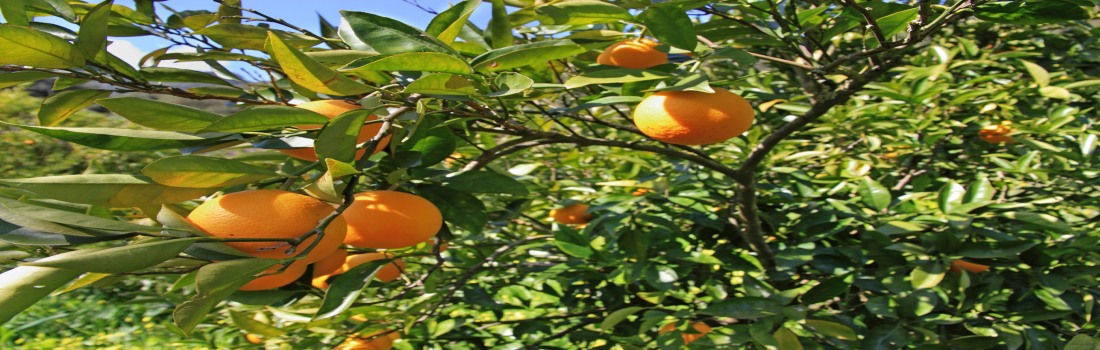 Giorni della Merla: per combattere il freddo e l’influenza arrivano le arance