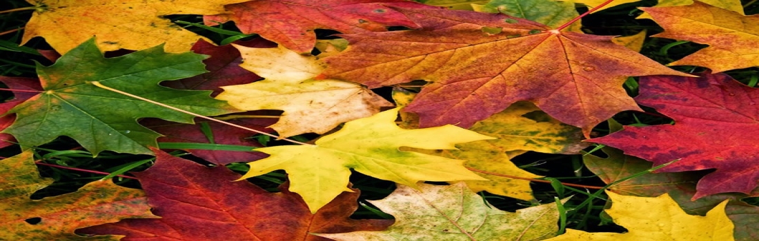 Arriva l’autunno ed è foliage mania: di cosa si tratta?