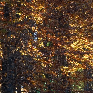 img_5349.jpg